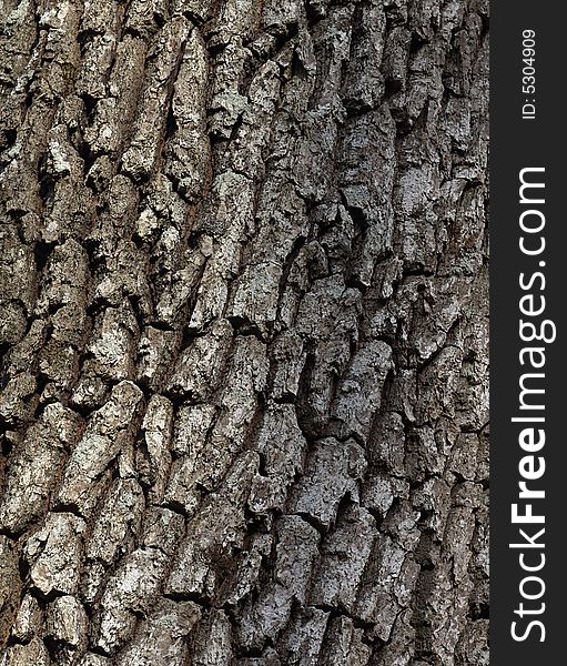 Cortex Old Tree Close-up.
