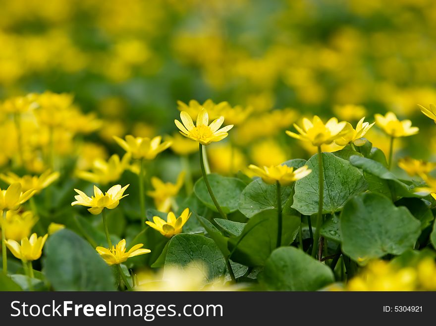 Peaceful tranquil floral background with yellow flowers. Peaceful tranquil floral background with yellow flowers