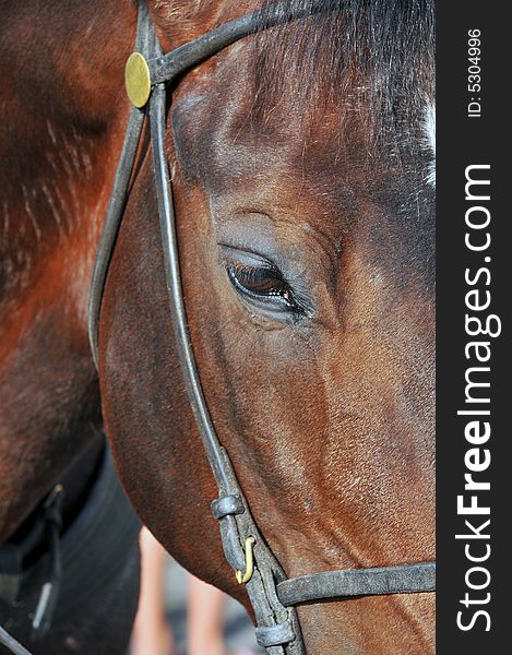 Close up of a horses head. The horse was used by tourists to ride around on