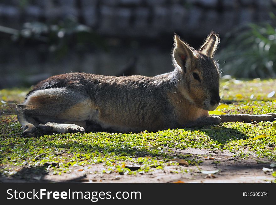 Close up photo of a patagonian hare lying down relaxing