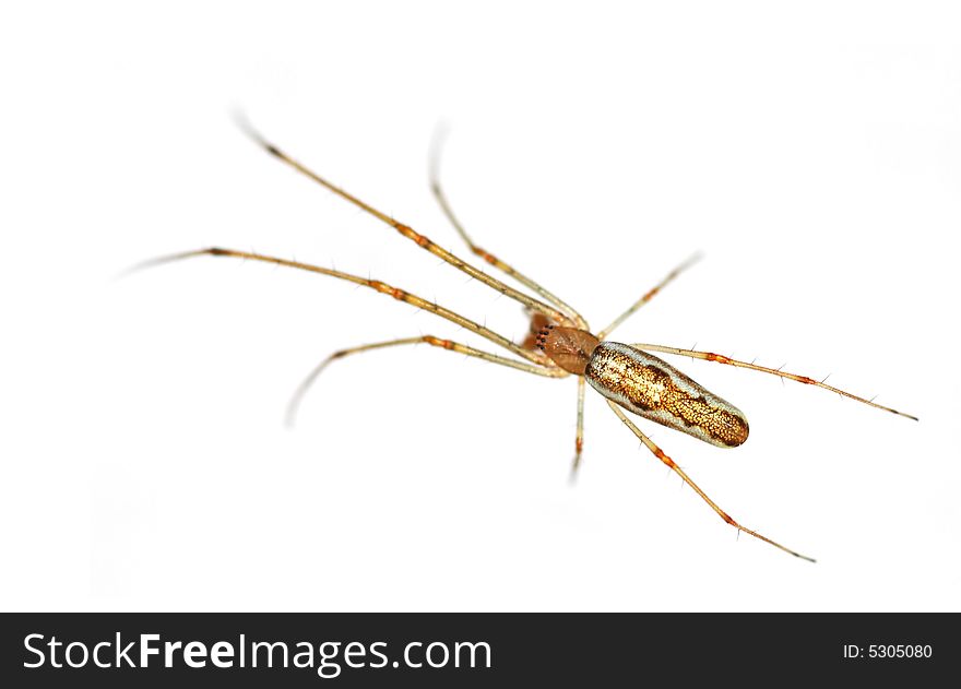 Isolated macro of a long legged spider