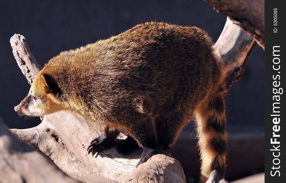 Photo of a group of wild coati taken in the north of Argentina. Photo of a group of wild coati taken in the north of Argentina