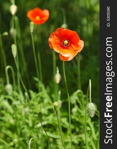 Close-up of bright summer poppies in a meadow. Close-up of bright summer poppies in a meadow