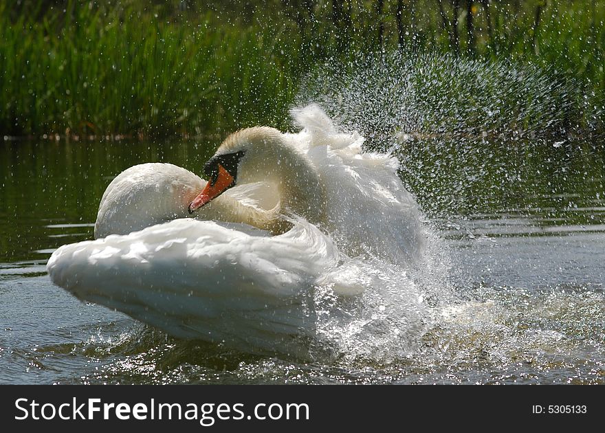 Energetic swan washing feathers in a pond. Energetic swan washing feathers in a pond