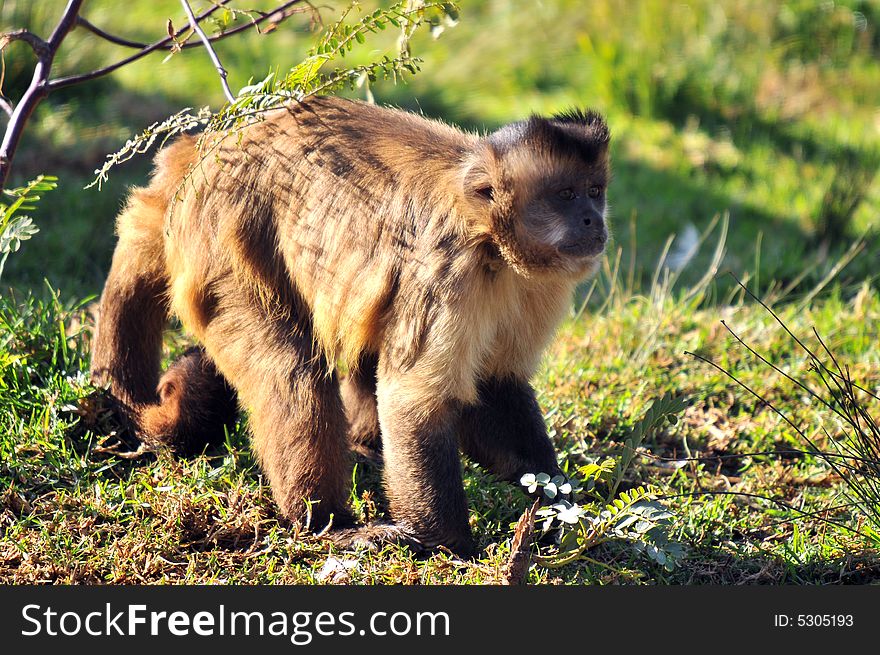 Photo of a monkey stood staring at some thing. Photo of a monkey stood staring at some thing