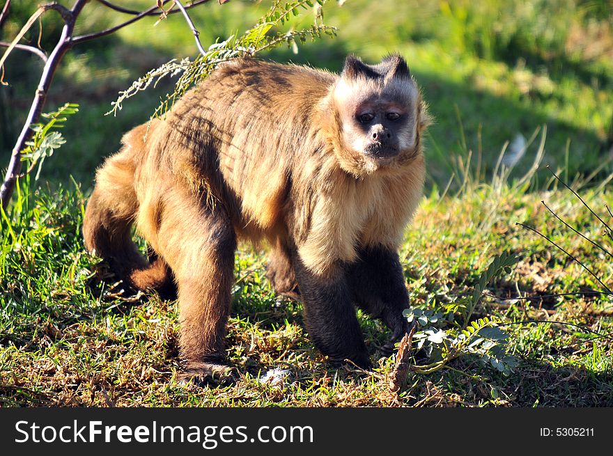 Photo of a monkey stood staring at some thing. Photo of a monkey stood staring at some thing