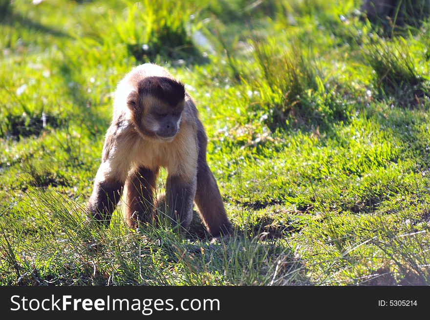 Photo of a monkey stood staring at some thing. Photo of a monkey stood staring at some thing