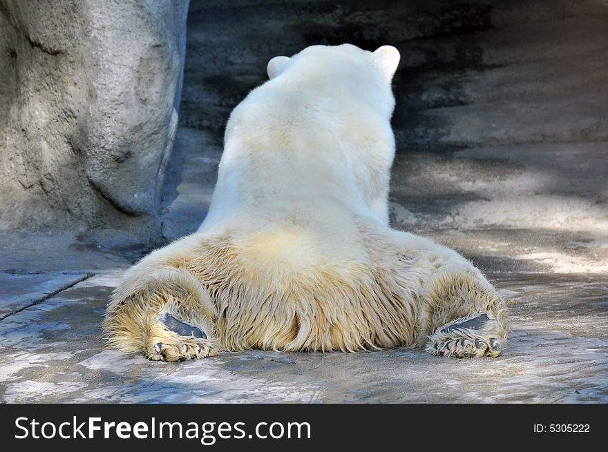 Photo of a Polar bear in Beunos Aires zoo. Photo of a Polar bear in Beunos Aires zoo