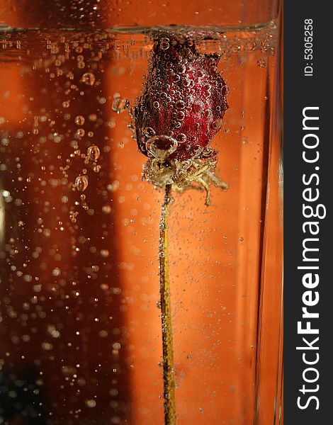 Red dried up bud of rose under water in bubbles on an red background