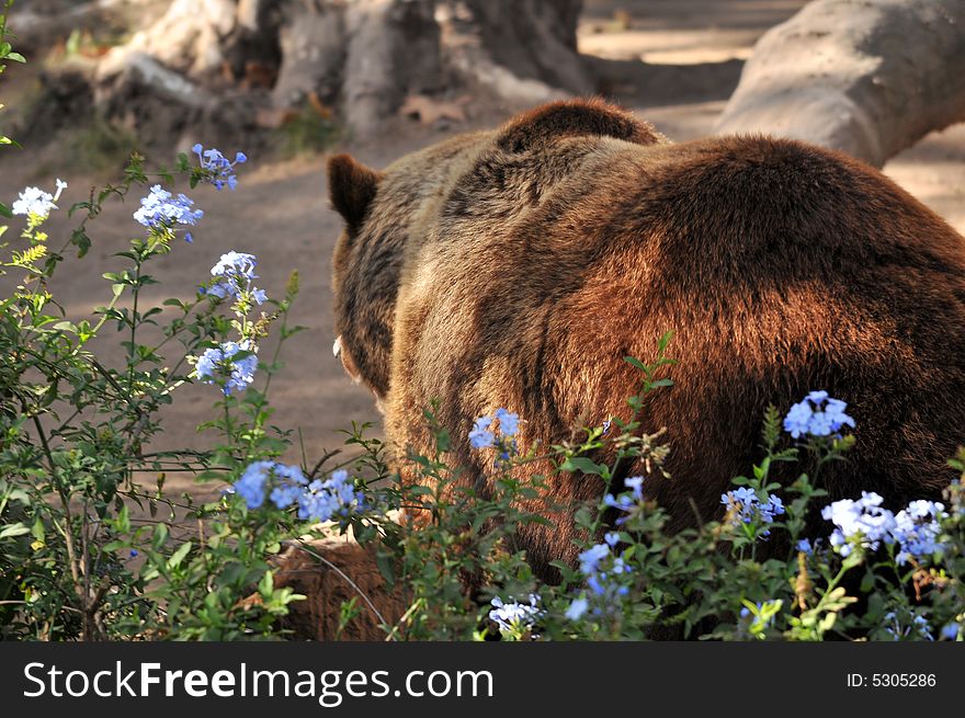 Photo of a brown bear in the wilderness. Photo of a brown bear in the wilderness