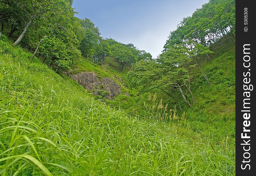 Fine forest valley landscape with green grass against blue sky