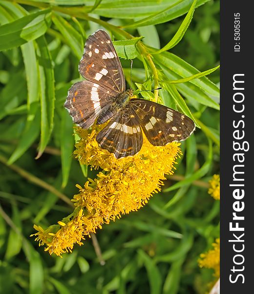 Black monarch butterfly insect sitting on the yellow flower. Black monarch butterfly insect sitting on the yellow flower