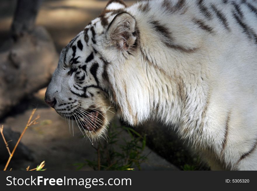 Photo of a caged white tiger. Photo of a caged white tiger