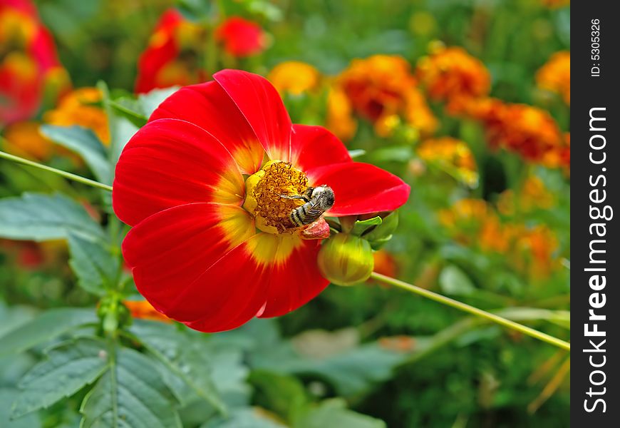 Bee on the red flower