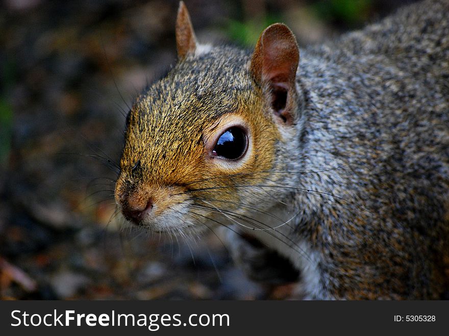 Close up shot of a squirrel in the park