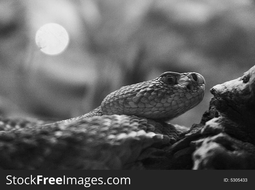 A close up profile of a snake in black and white. A close up profile of a snake in black and white