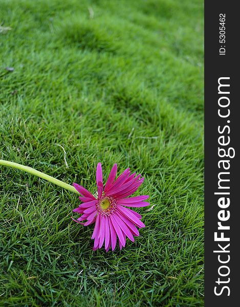 Colorful pink gerbera against green grass background. Colorful pink gerbera against green grass background