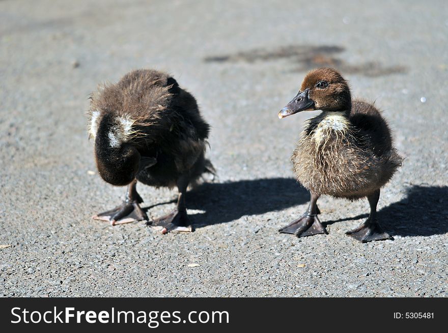 Photo of baby ducklings running towards the camera. Photo of baby ducklings running towards the camera