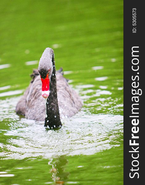 The black swan in the zoo of china