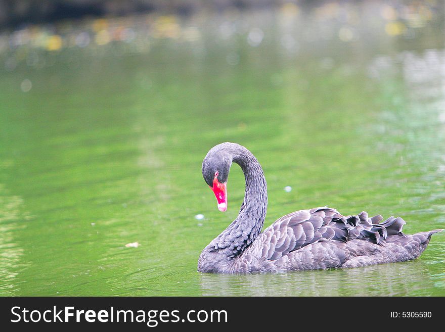 The black swan in the zoo of china