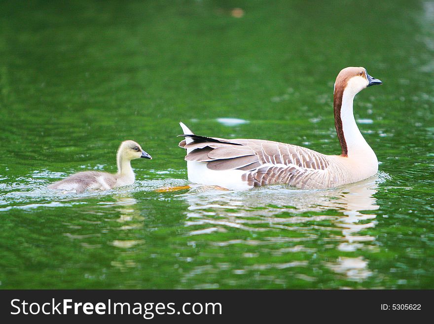 The wide goose in the zoo of china .