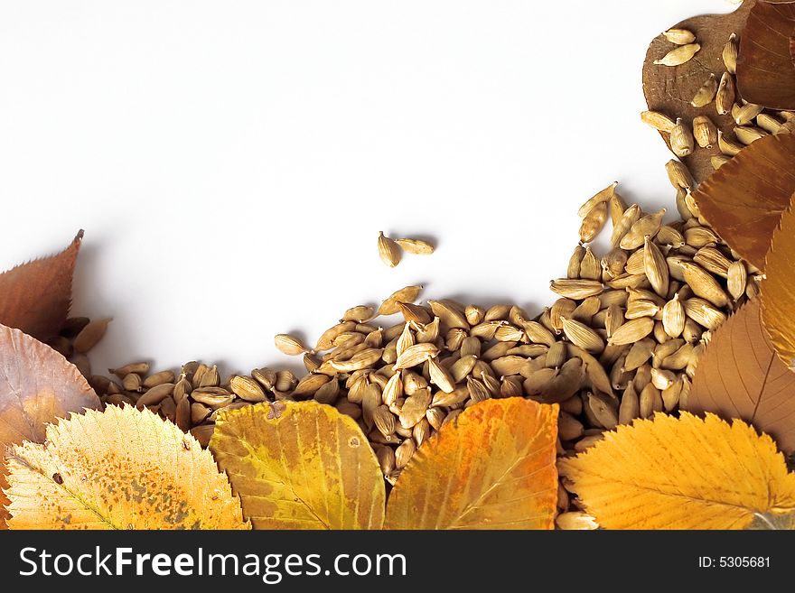 Autumn frame made of colorful leaves and cardamom