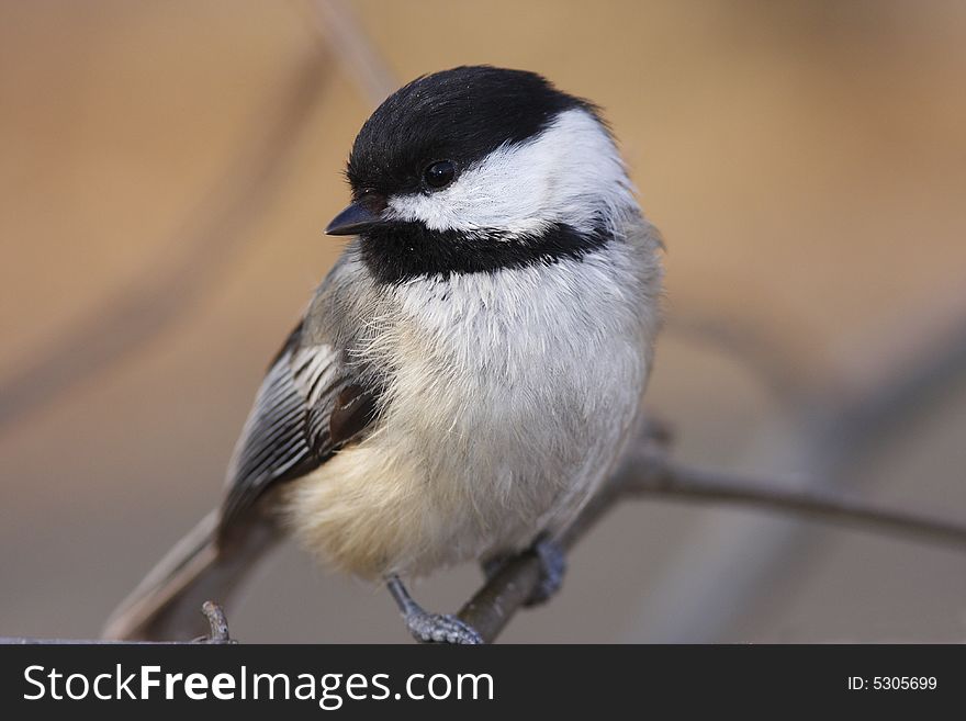 Black-capped chickodee small bird on branch