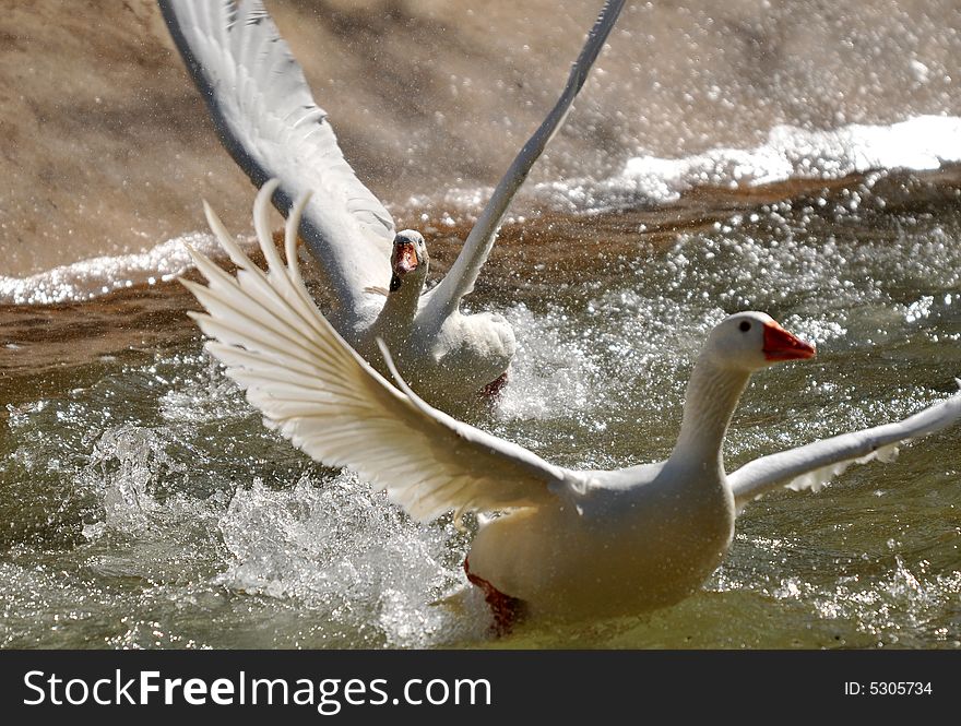 Photo of two geese taking off from water. Photo of two geese taking off from water