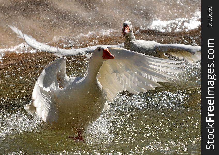 Photo of two geese taking off from water. Photo of two geese taking off from water