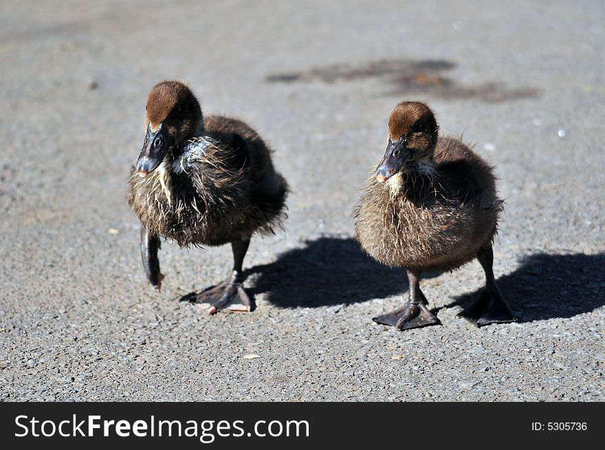 Photo of baby ducklings running towards the camera. Photo of baby ducklings running towards the camera