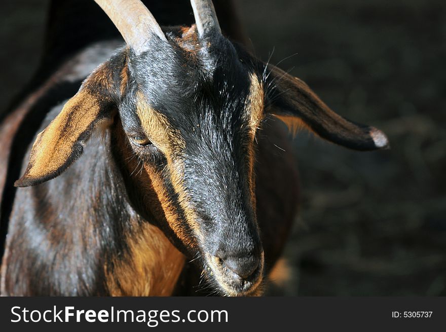 Photo of a goat on a farm