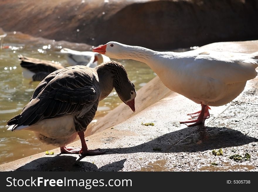 Photo of a gaggle of geese in the wild