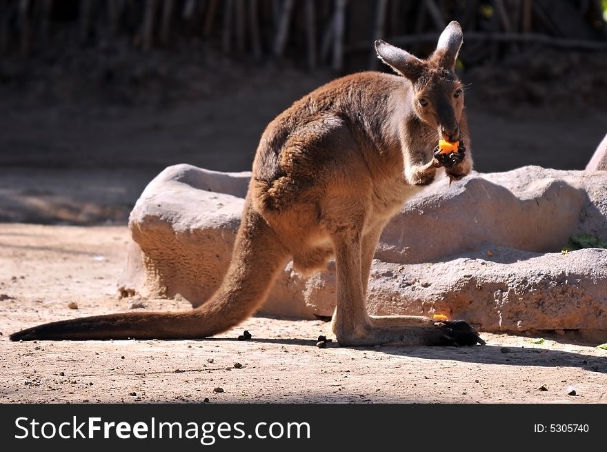 Photo of a young kangaroo eating