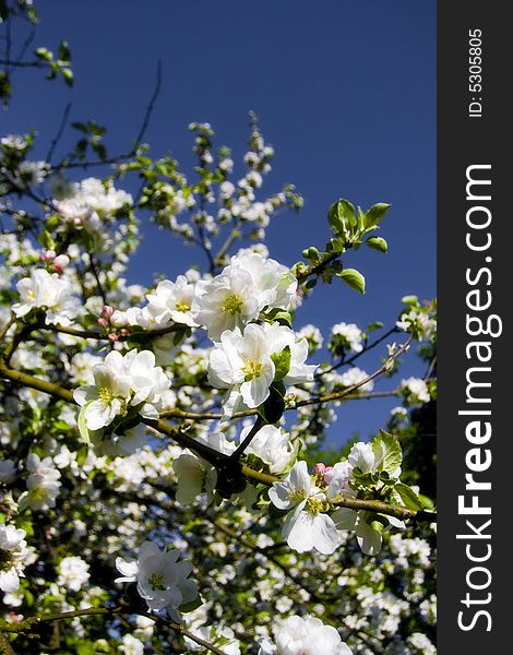 Blooming tree in the franconian countryside of germany. Blooming tree in the franconian countryside of germany