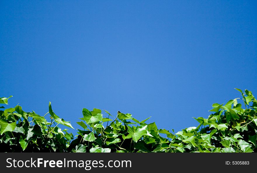 Leaves background and blue sky. Leaves background and blue sky