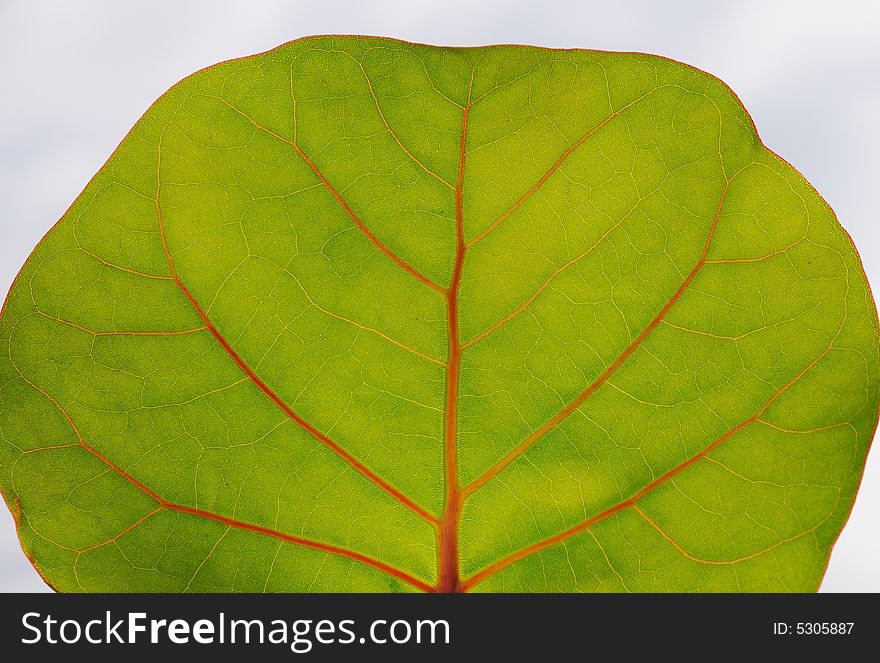 Picture of tropical round leaf with veins detail. Picture of tropical round leaf with veins detail