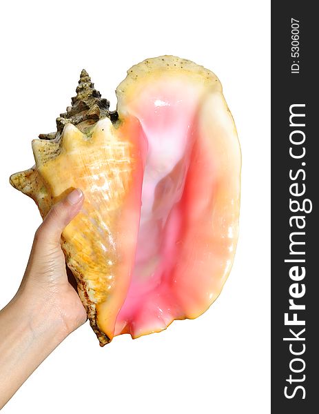 Isolated hand holding tropical seashell - contains clipping path. Isolated hand holding tropical seashell - contains clipping path