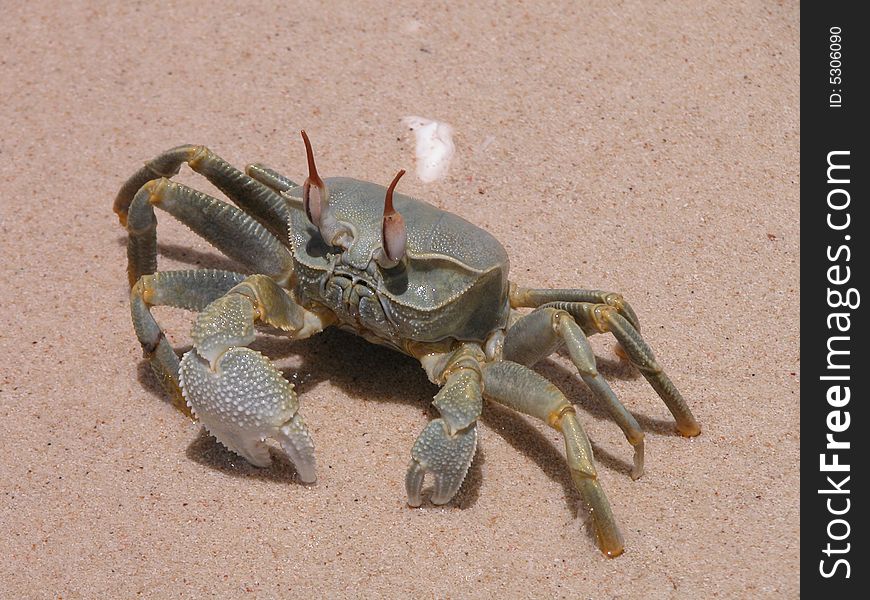 Cancer In Zanzibar Beach