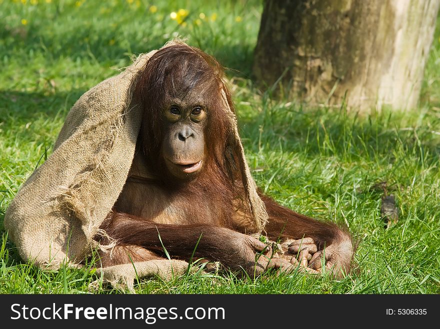 Cute baby orangutan playing on the grass