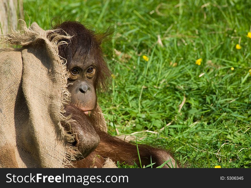 Cute baby orangutan playing on the grass