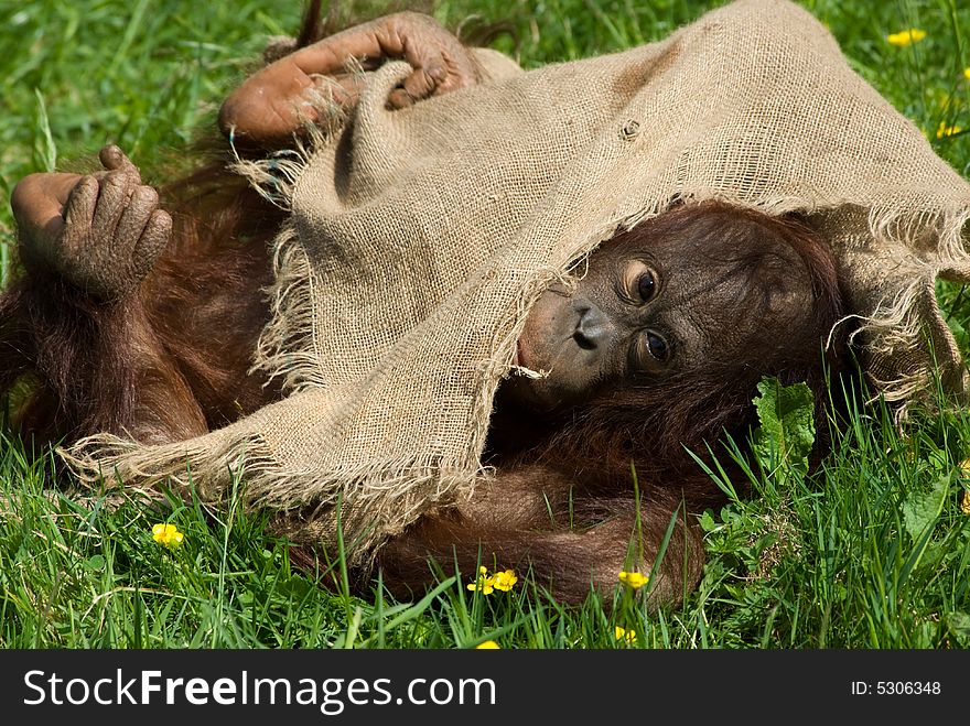 Cute baby orangutan playing on the grass