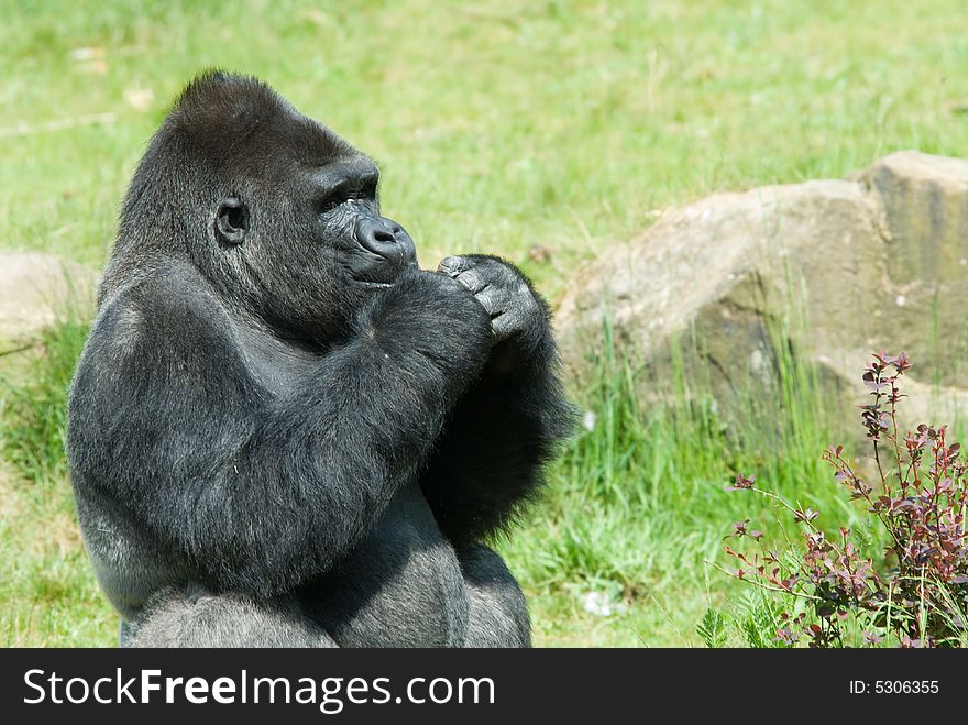 Close-up of a big male gorilla