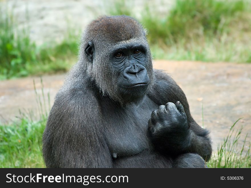 Close up of a big female gorilla