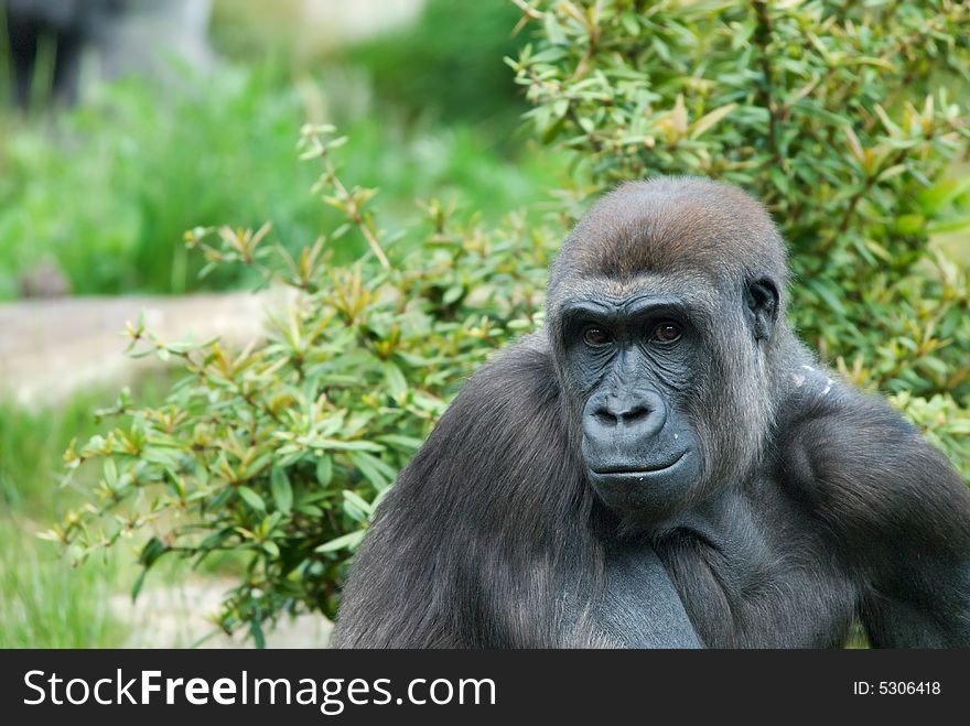 Close up of a big female gorilla