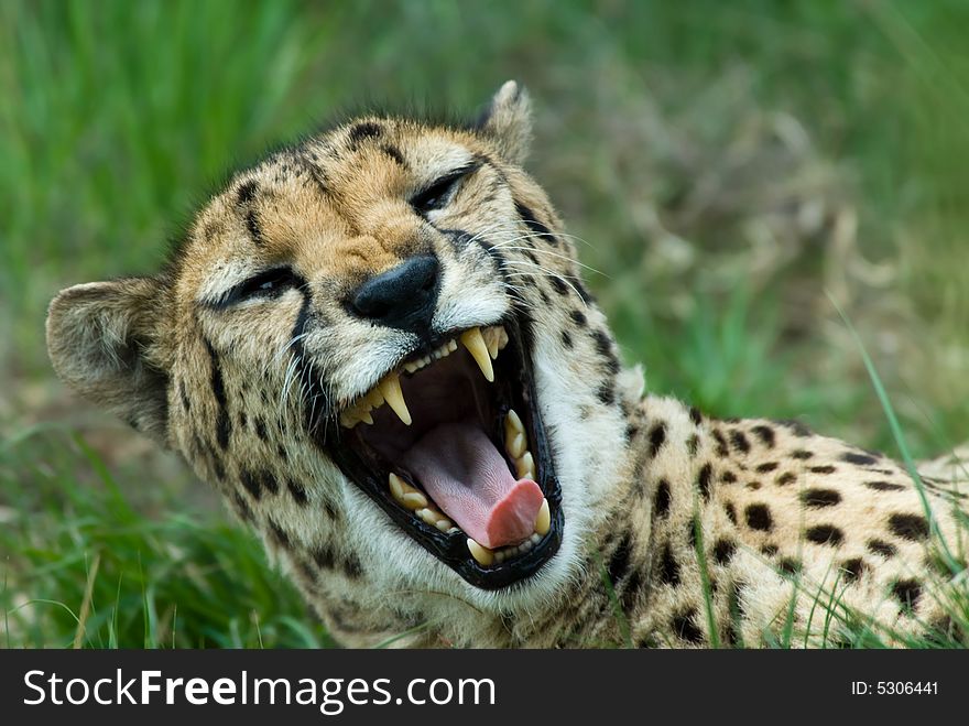 Close-up of a beautiful cheetah (Acinonyx jubatus)