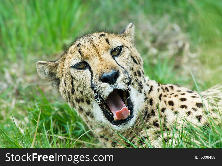 Close-up of a beautiful cheetah (Acinonyx jubatus)