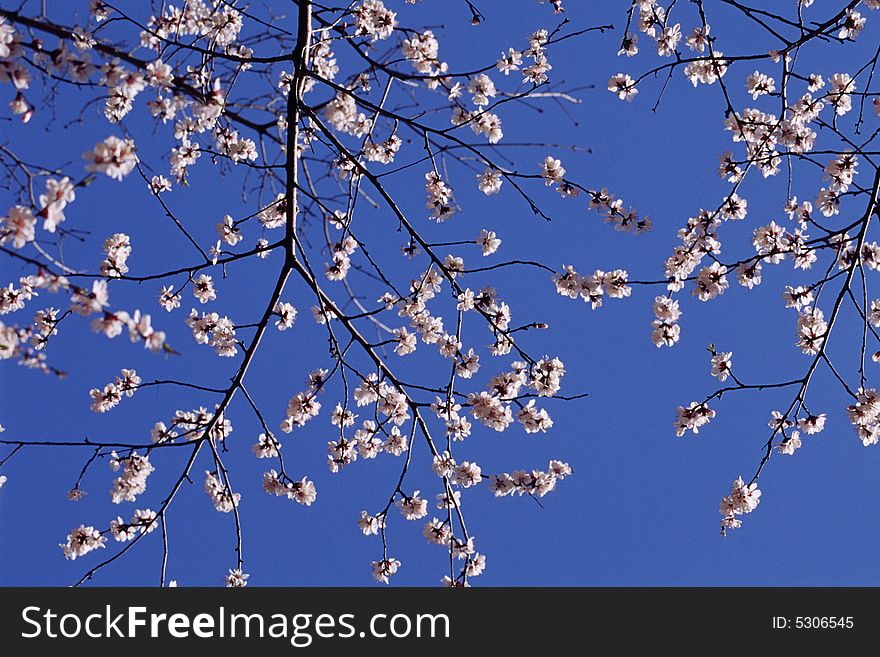 Beautiful flowers on the tree against blue sky in april