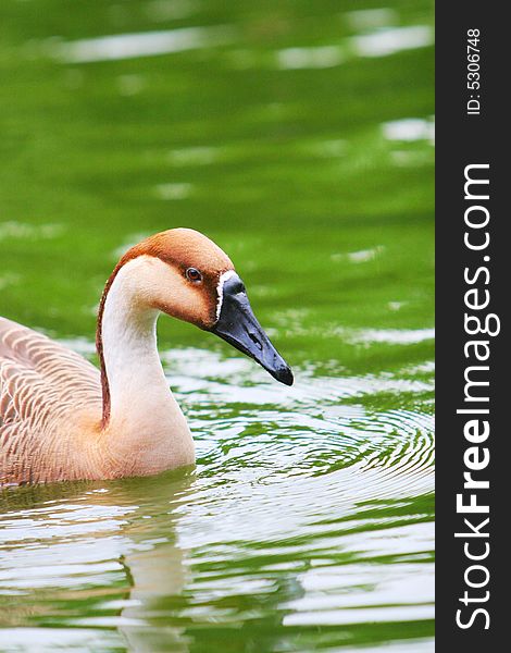 The wide goose in the zoo of china .