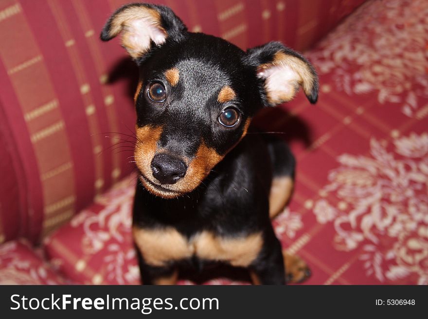 Adorable miniature dog looking towards the camera. Adorable miniature dog looking towards the camera