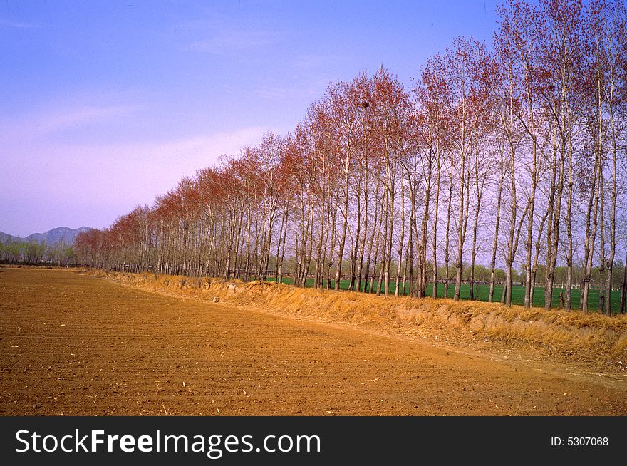 Farm And Trees